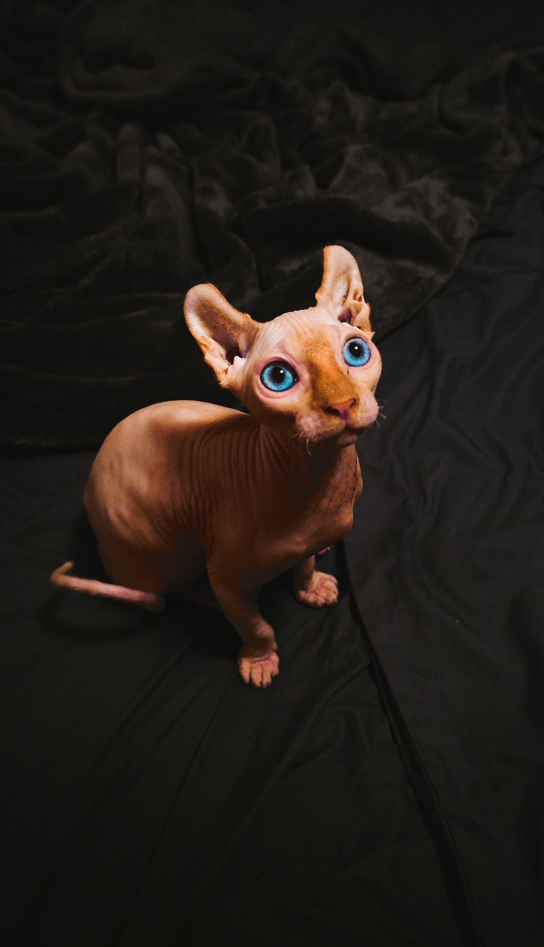 A sphinx cat on a dark sheet