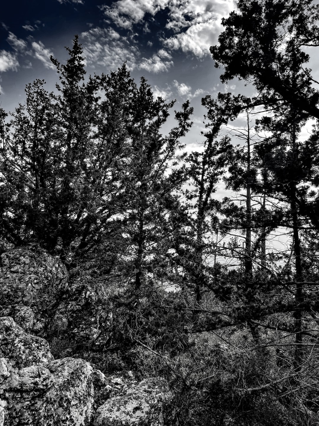 Taken when I went hiking, decided to give it a black and white vibe.