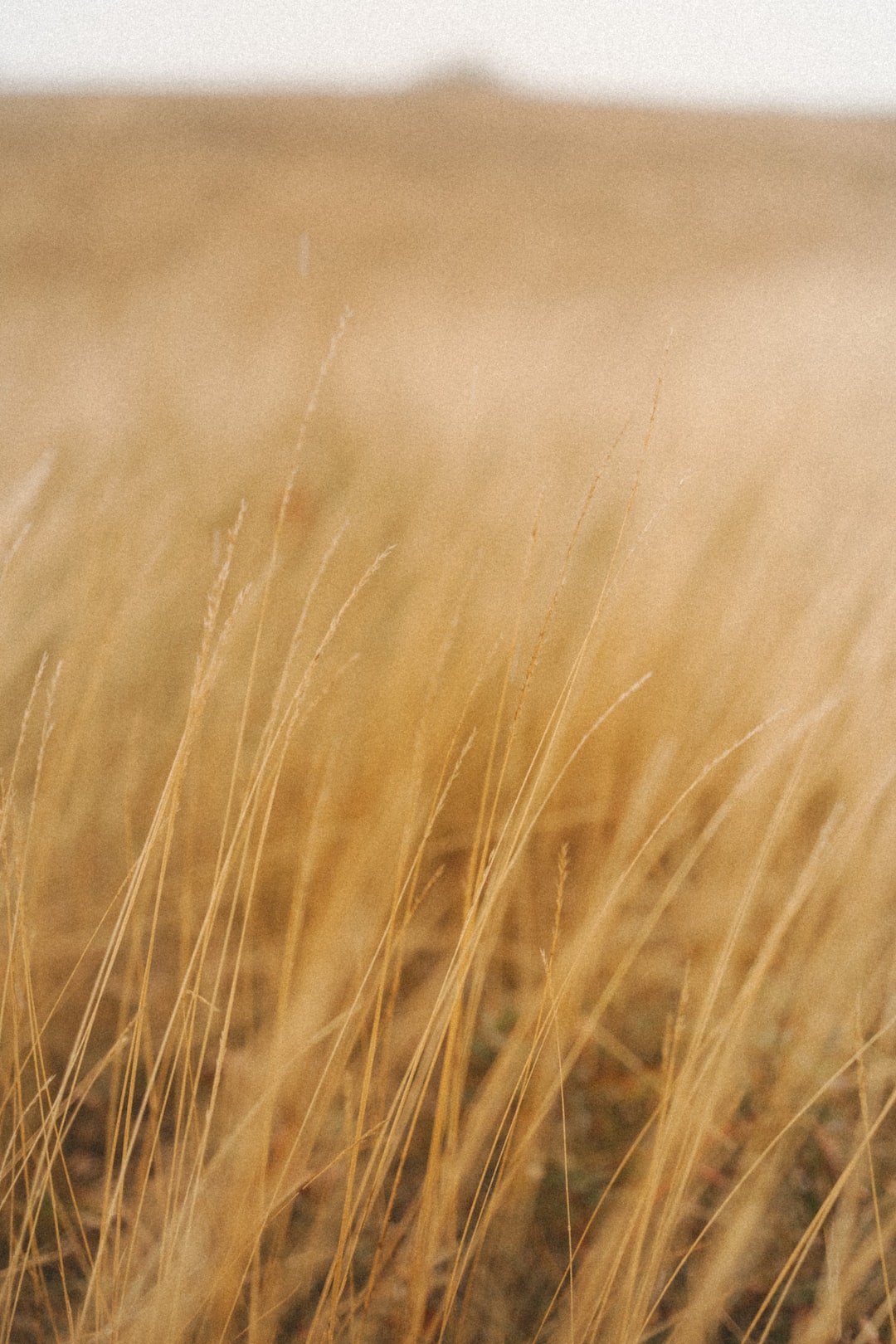 A neutral aesthetic, wheatgrass in a small field