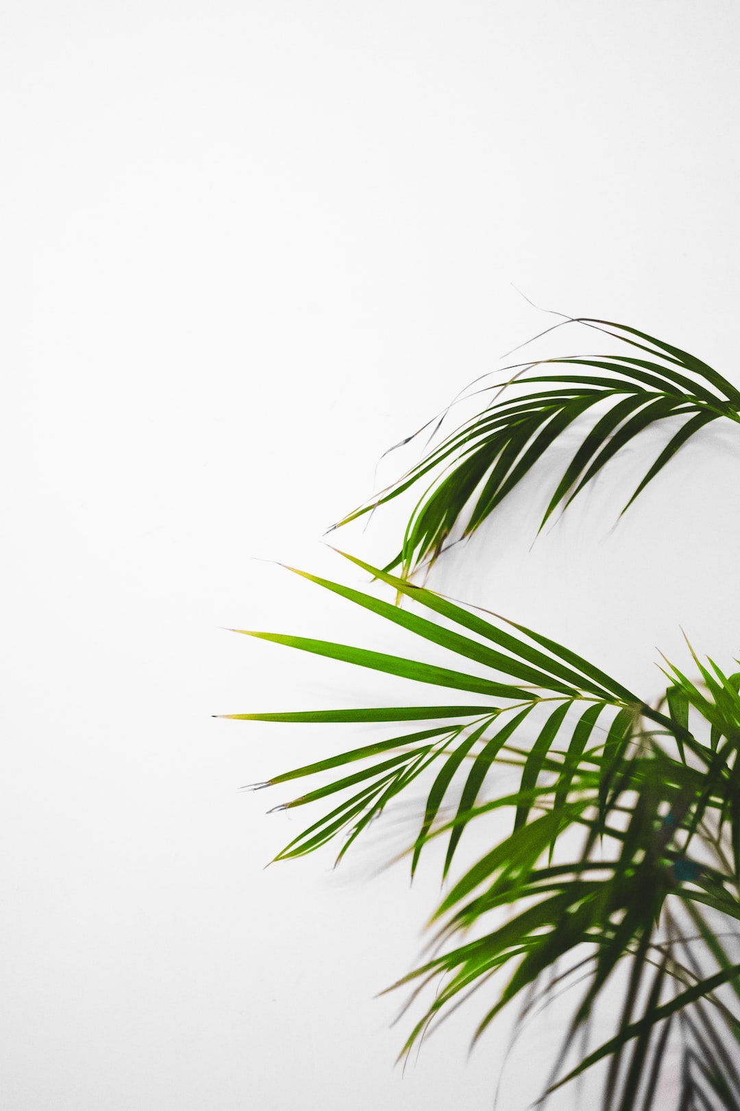 Plant Leaves against a white wall