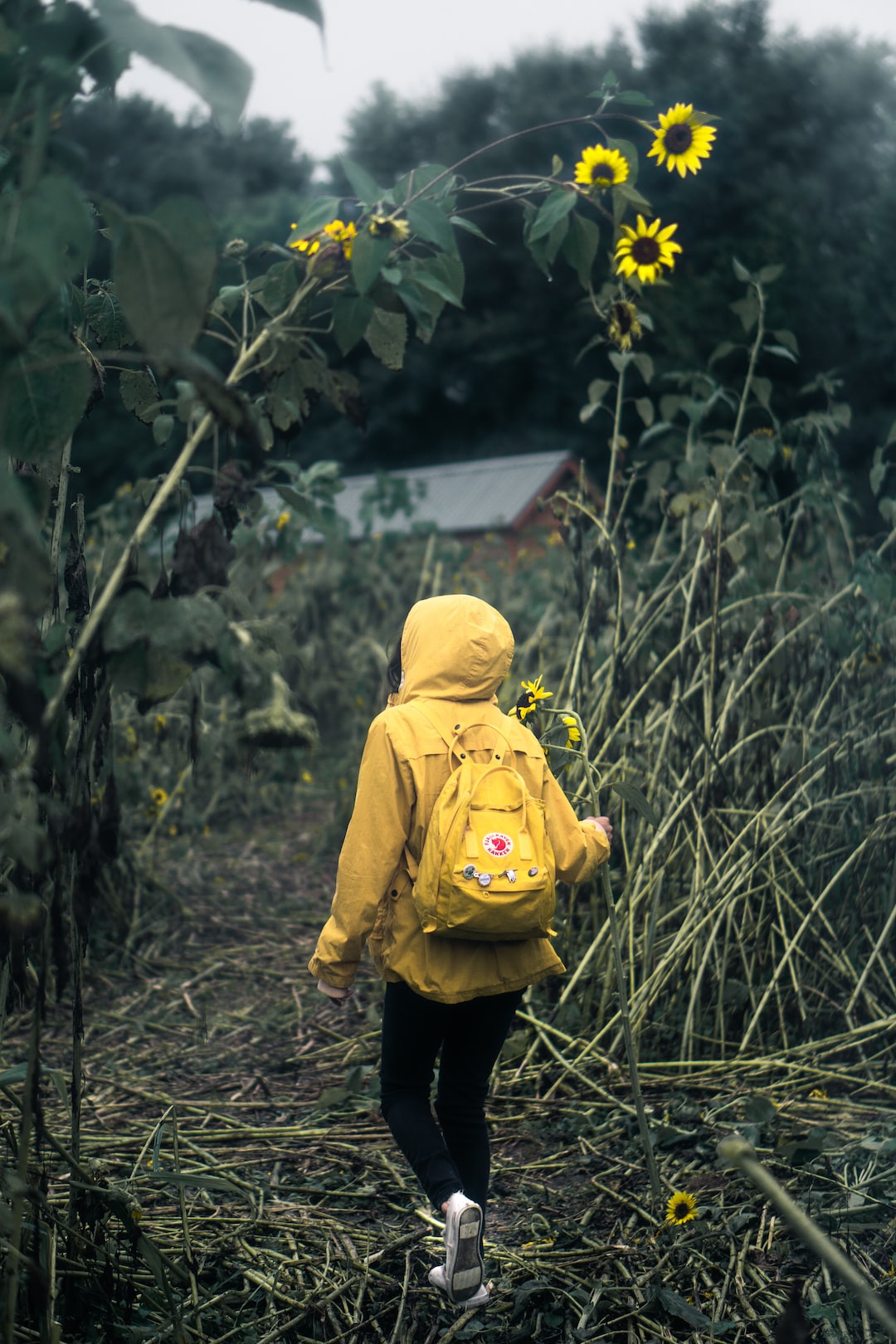 Tiptoeing Through the Field