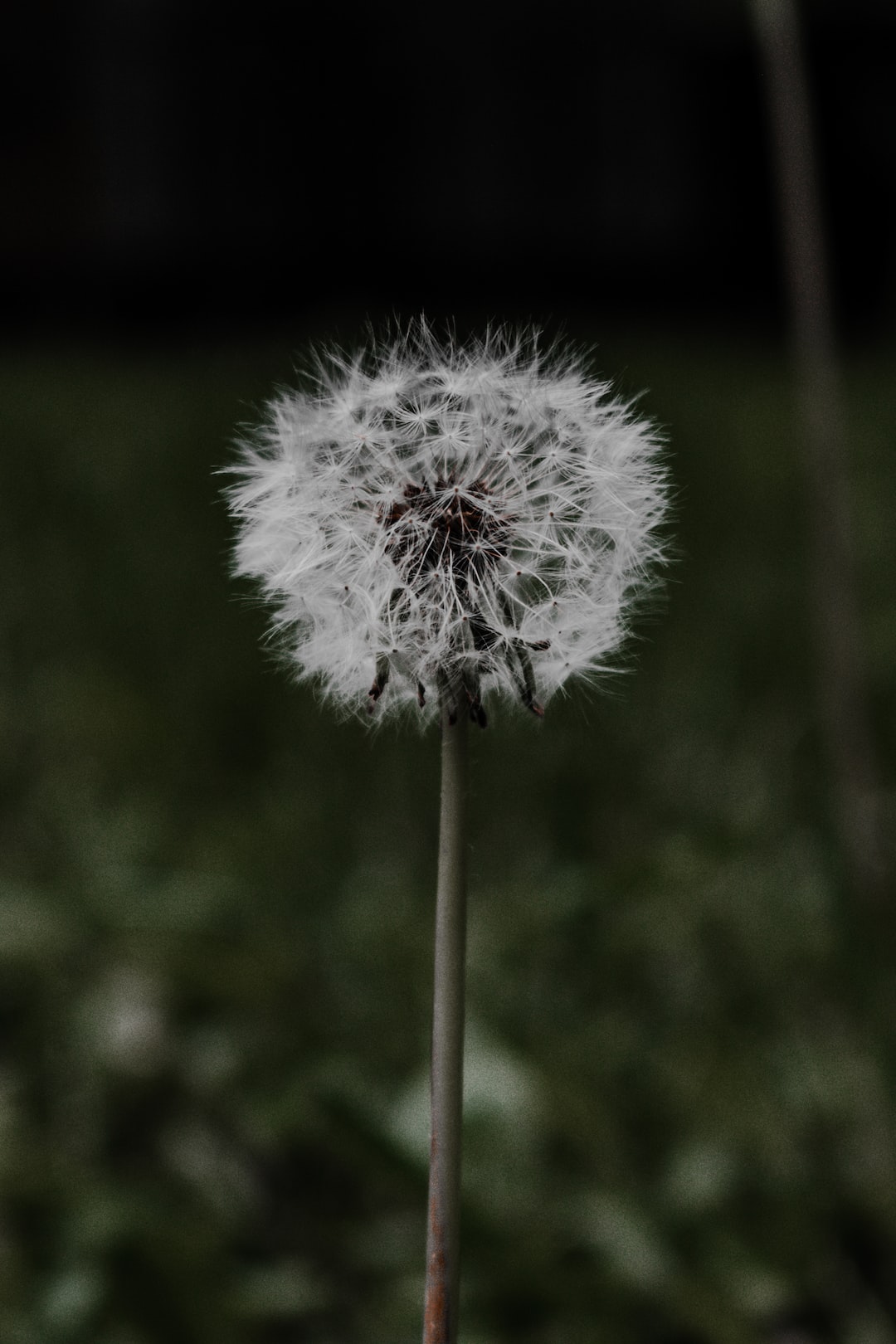 Dandelion flower