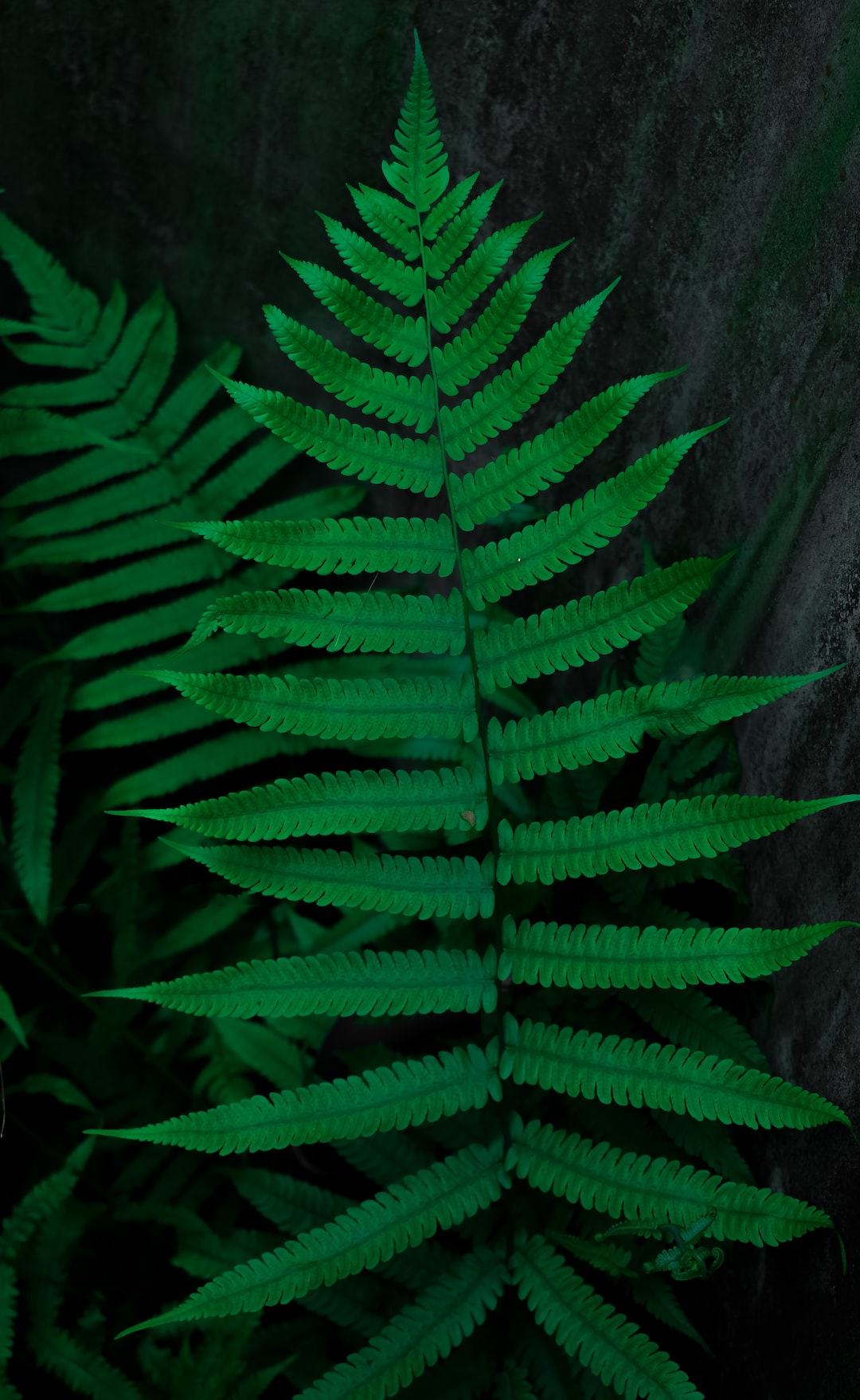 Infinite Ferns 