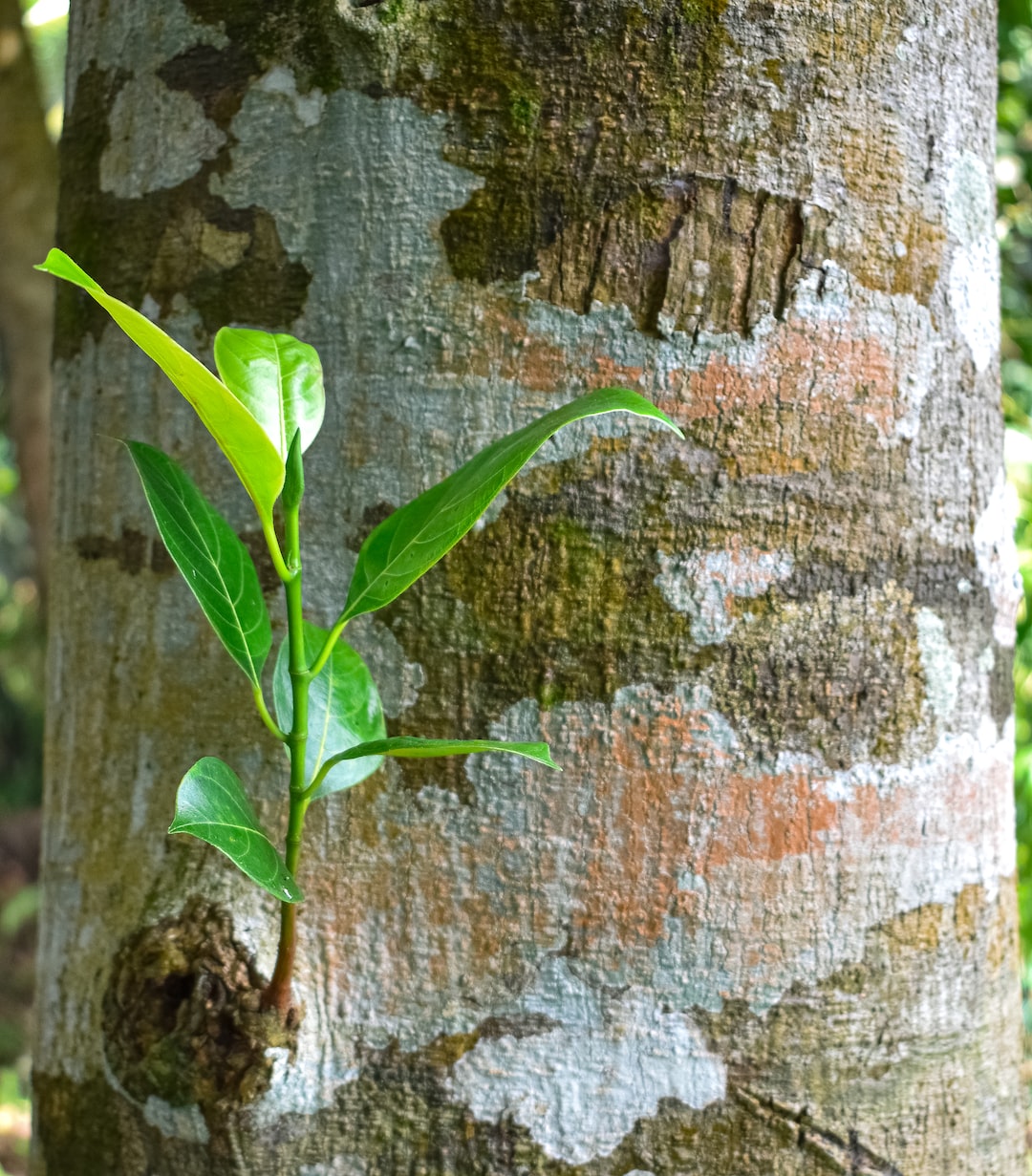 Jackfruit stem