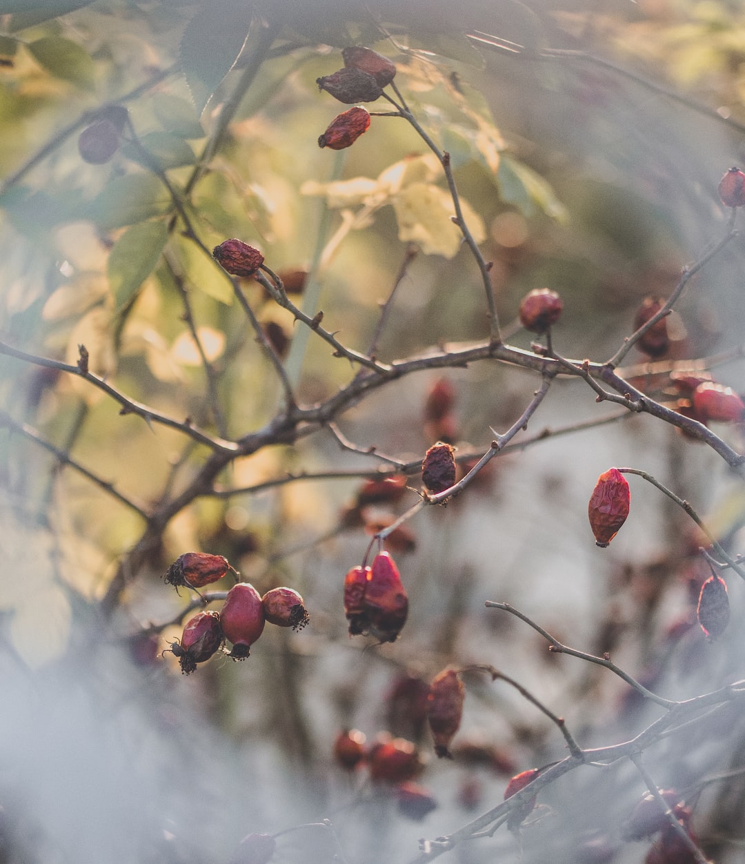 Naturally framed rosehips