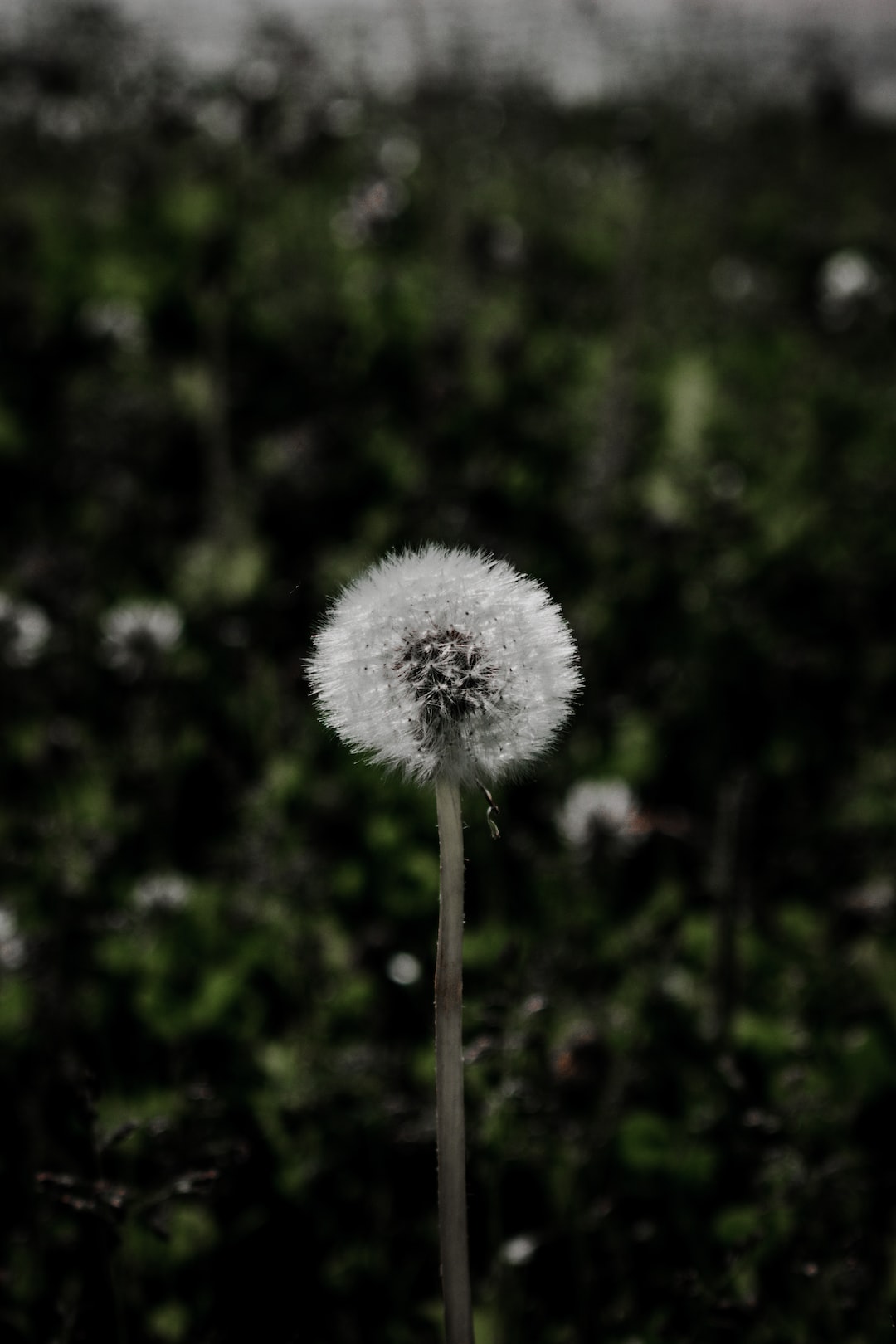 Dandelion flower