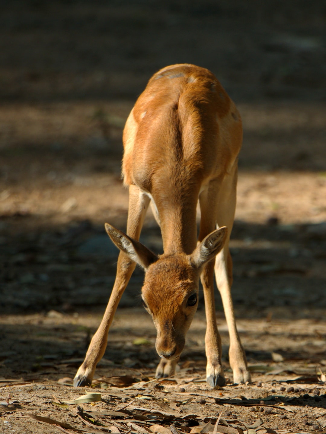 Deer baby