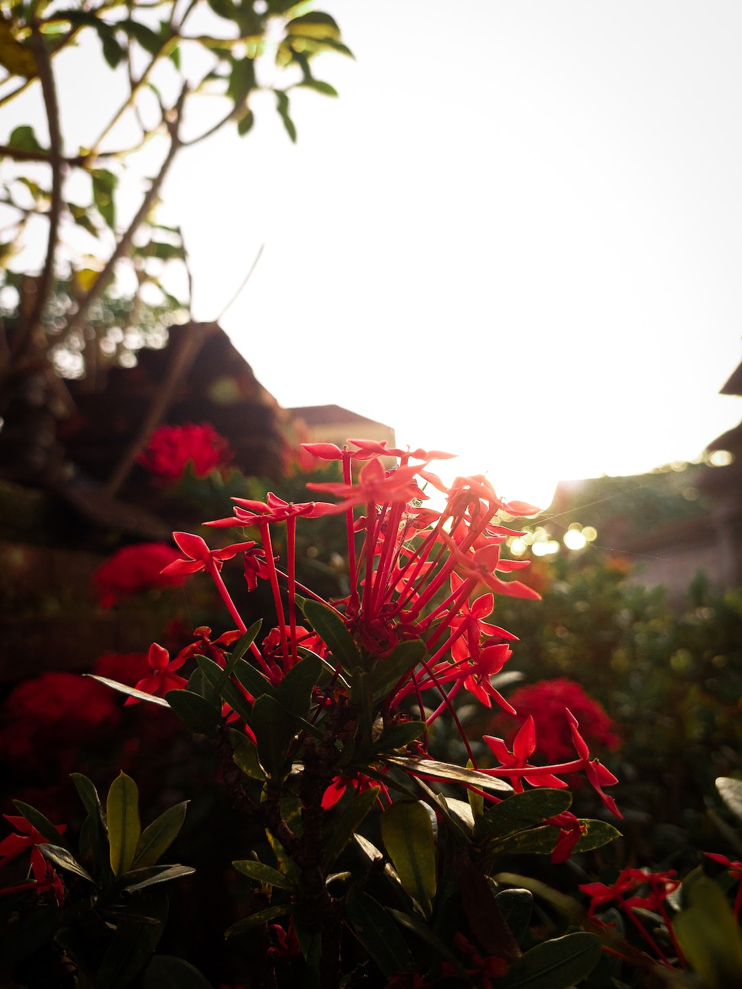 Angsoka Red Flower - Sunrise Morning Session 