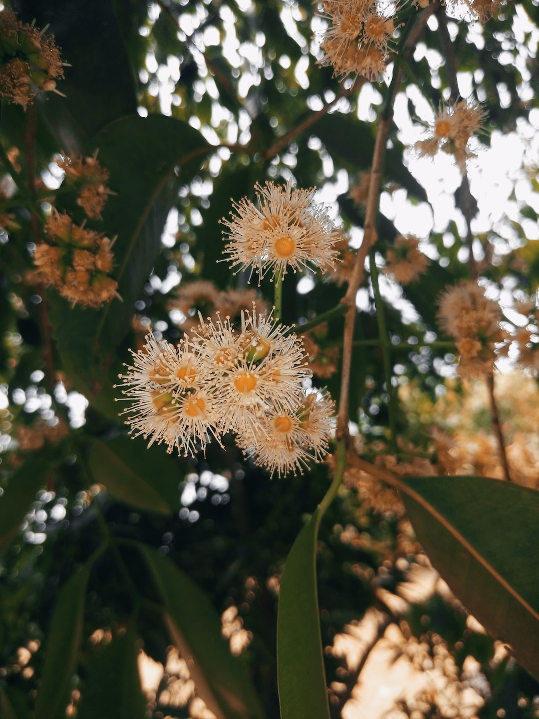 Fruits tree 🍁🌱😘