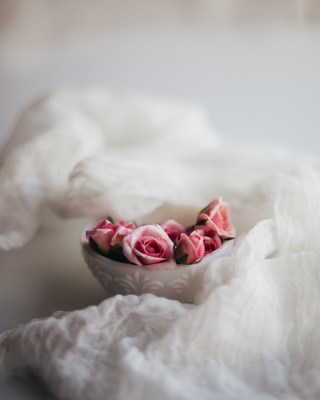 pink roses in a white background