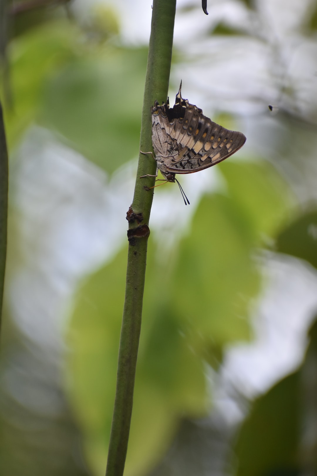 Black Rajah butterfly 