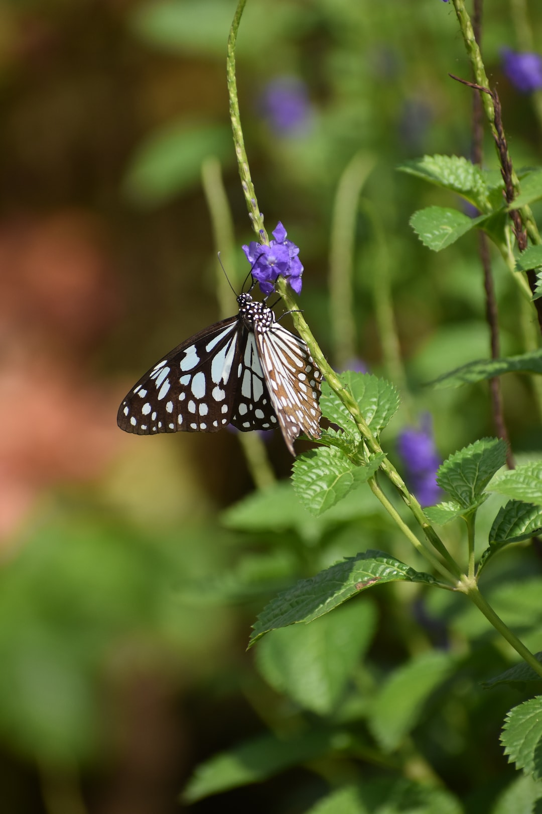 Blue tiger butterfly!