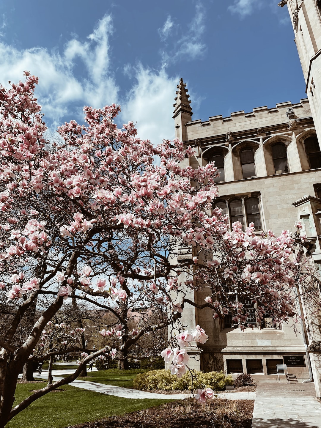 Pink flowers blooming during spring at The University of Chicago Hyde Park campus