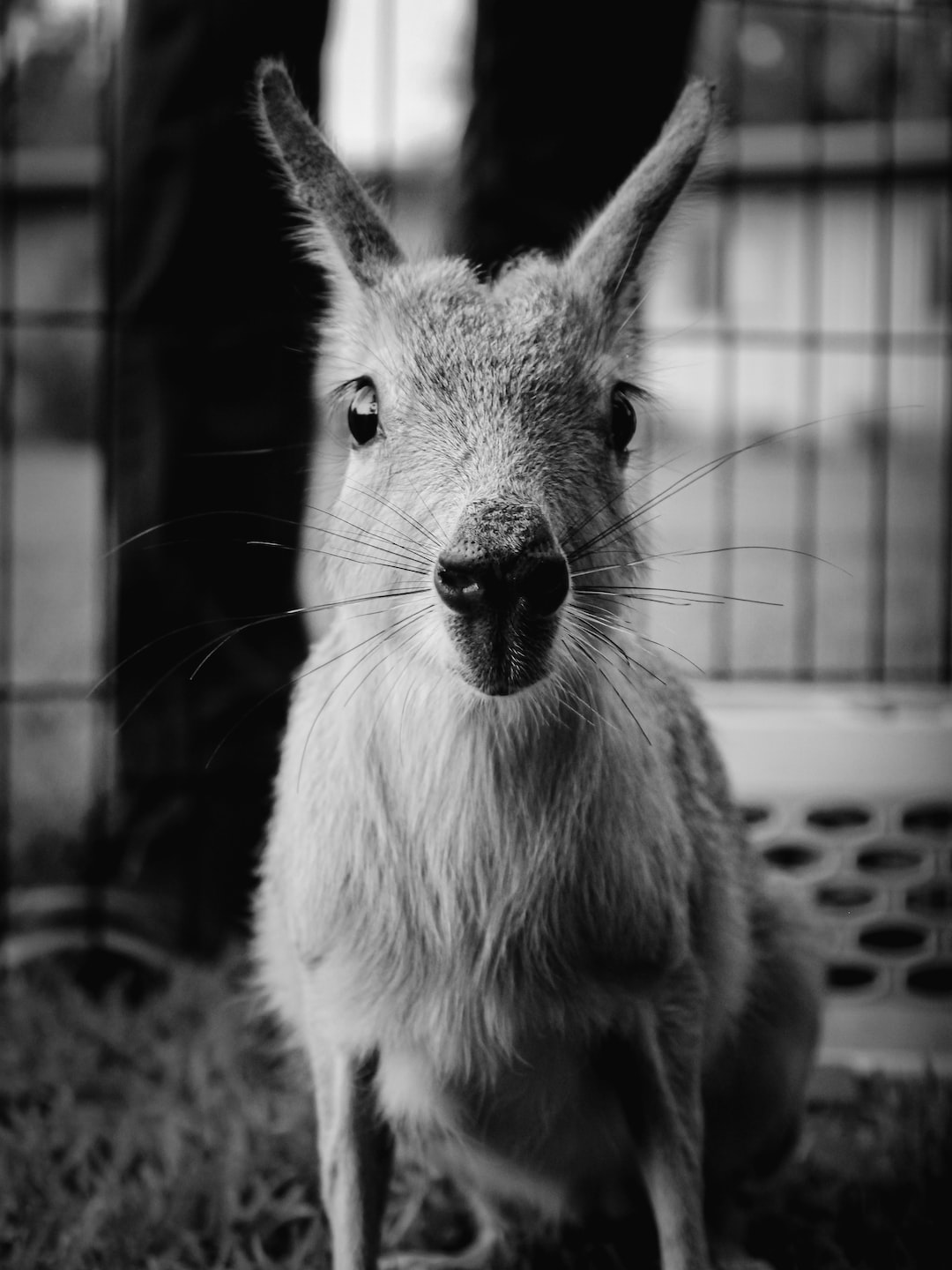 Patagonian Cavy in b/w