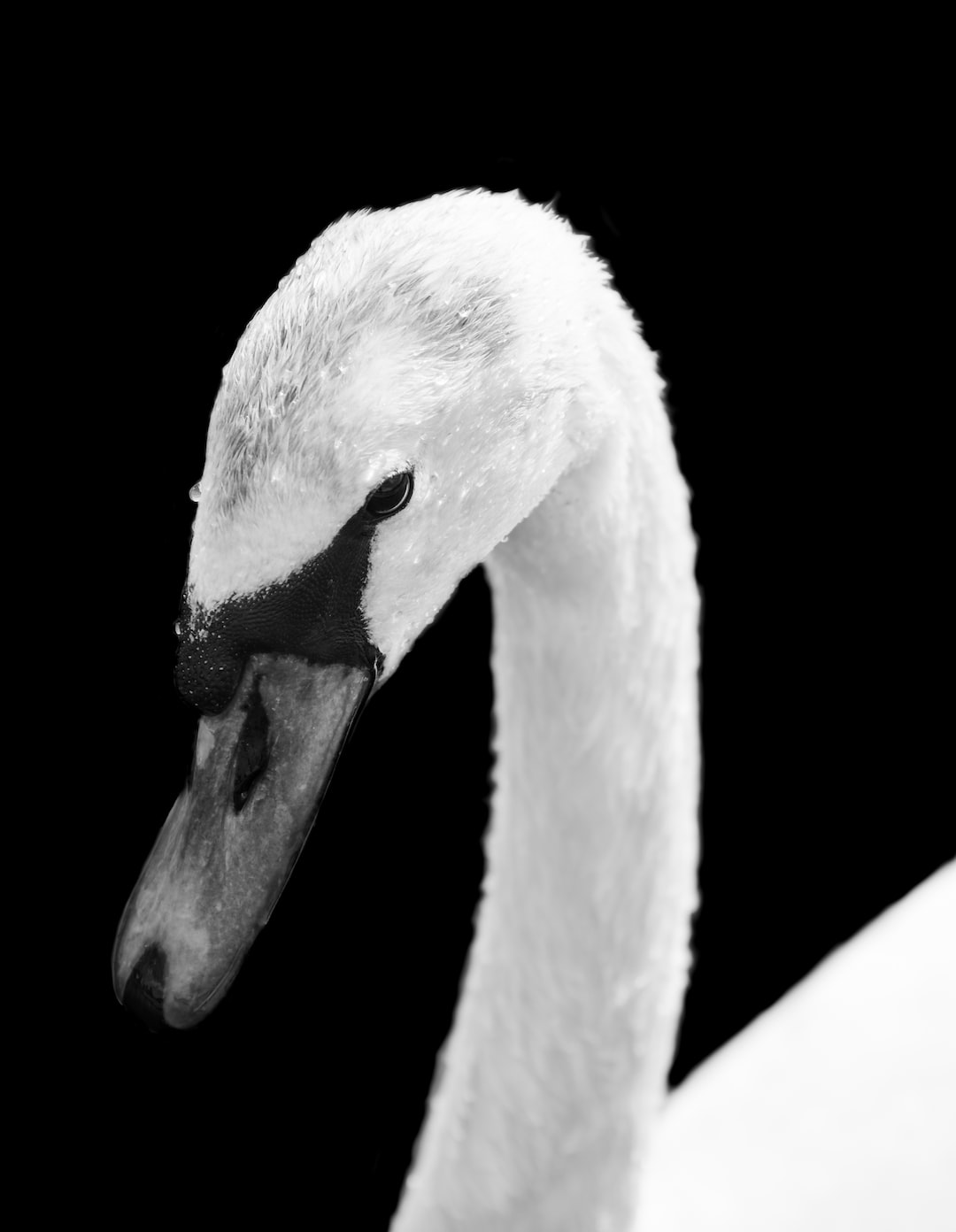 Black and white close up of a white swan on a black background. 