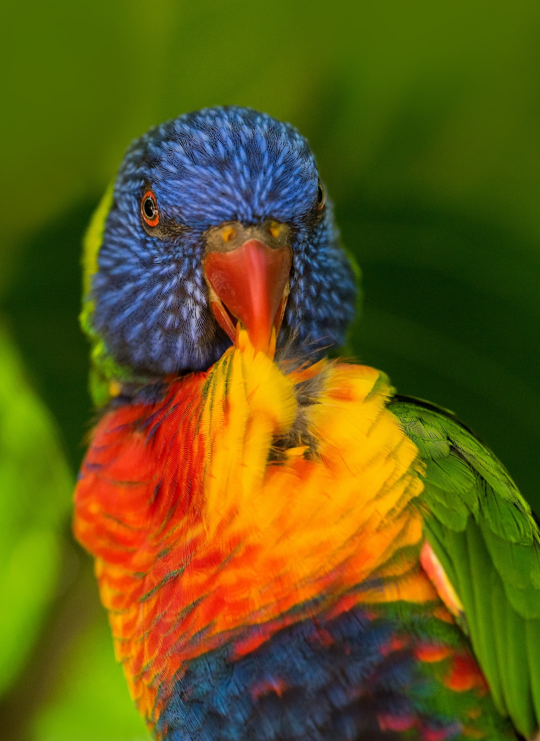 A Rainbow Lorikeet preens itself at Kuranda Birdworld, Australia.