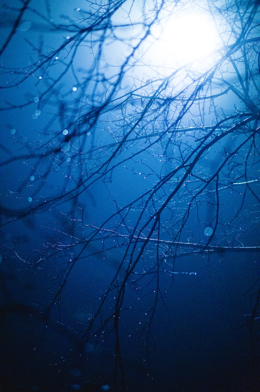 Light shining through bare tree branches at night Wallpaper Download