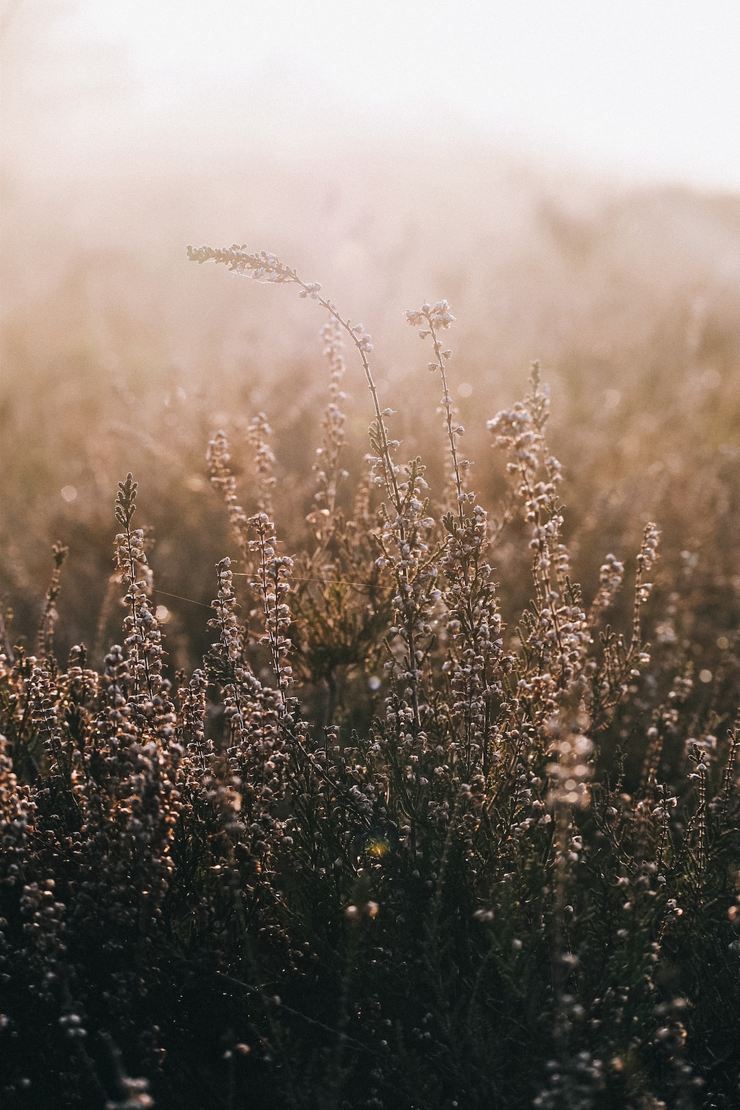 heather in the golden sun