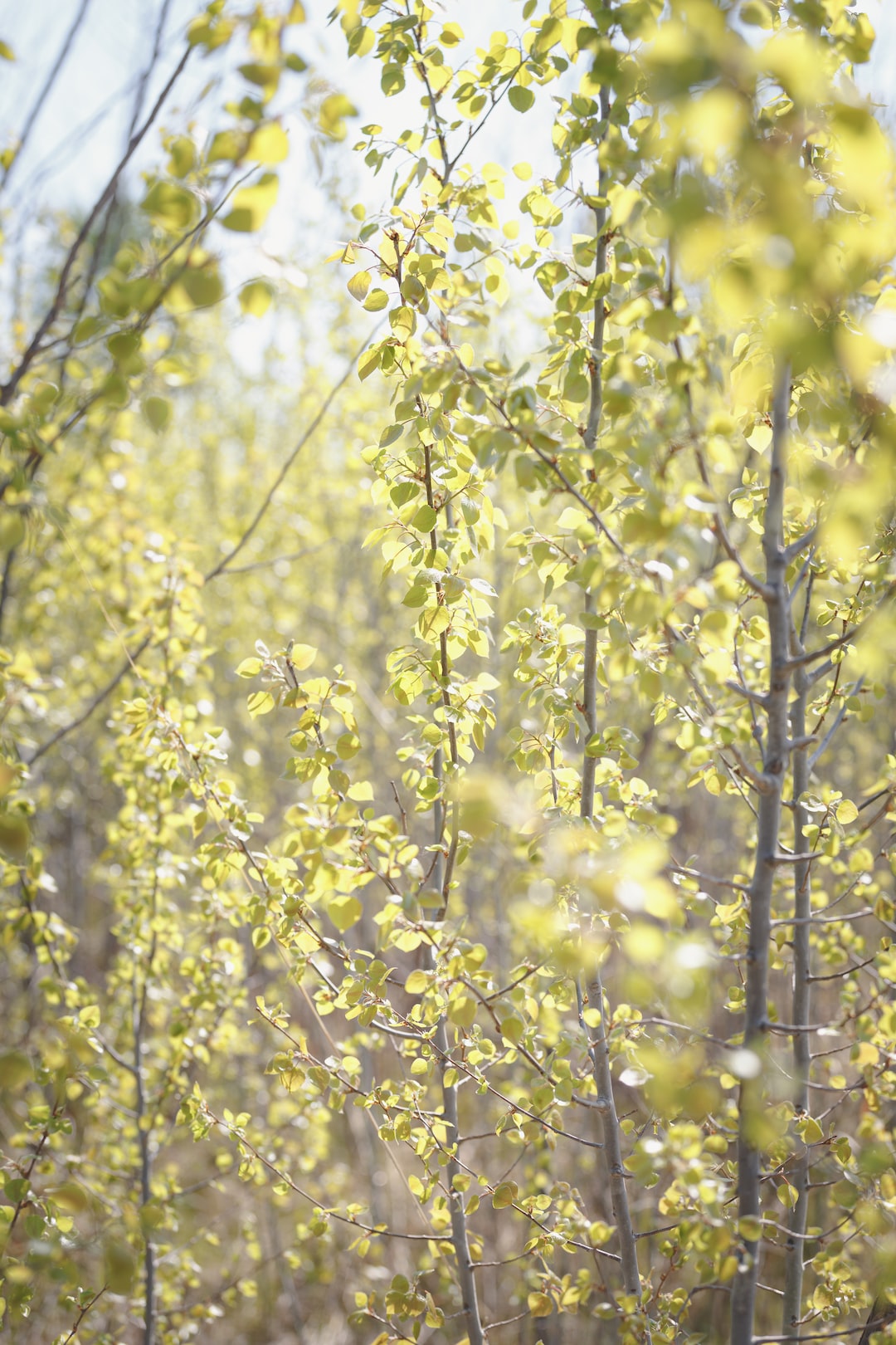 Light filtering through the trees at a wildlife refuge