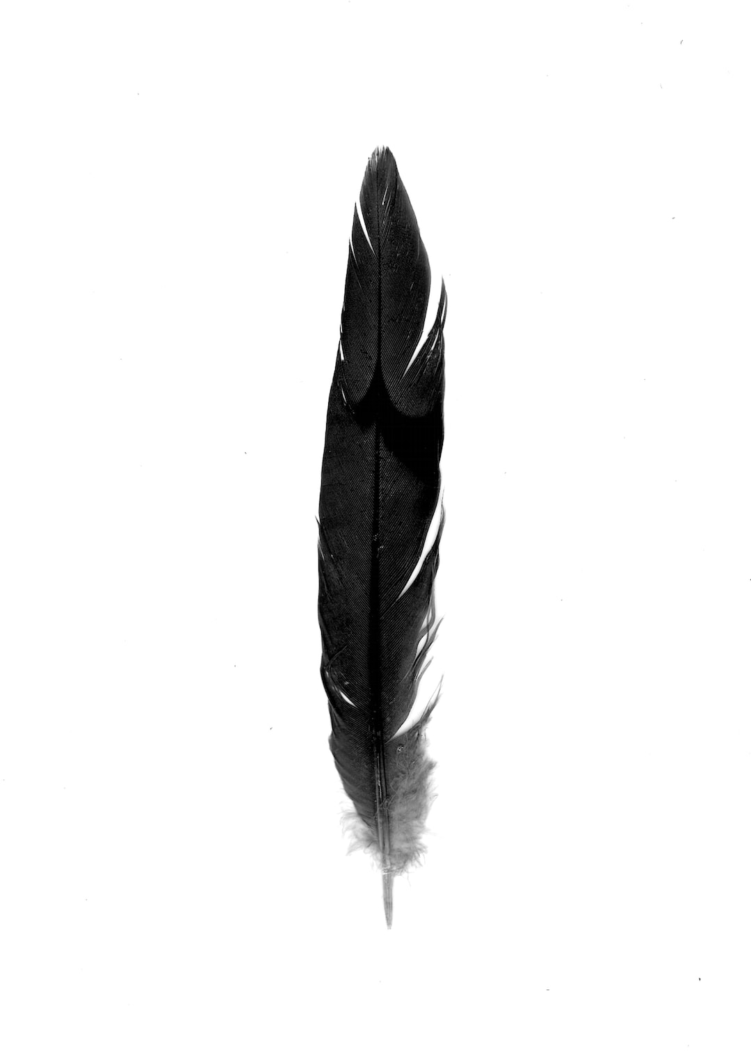 black feather on white background with dust