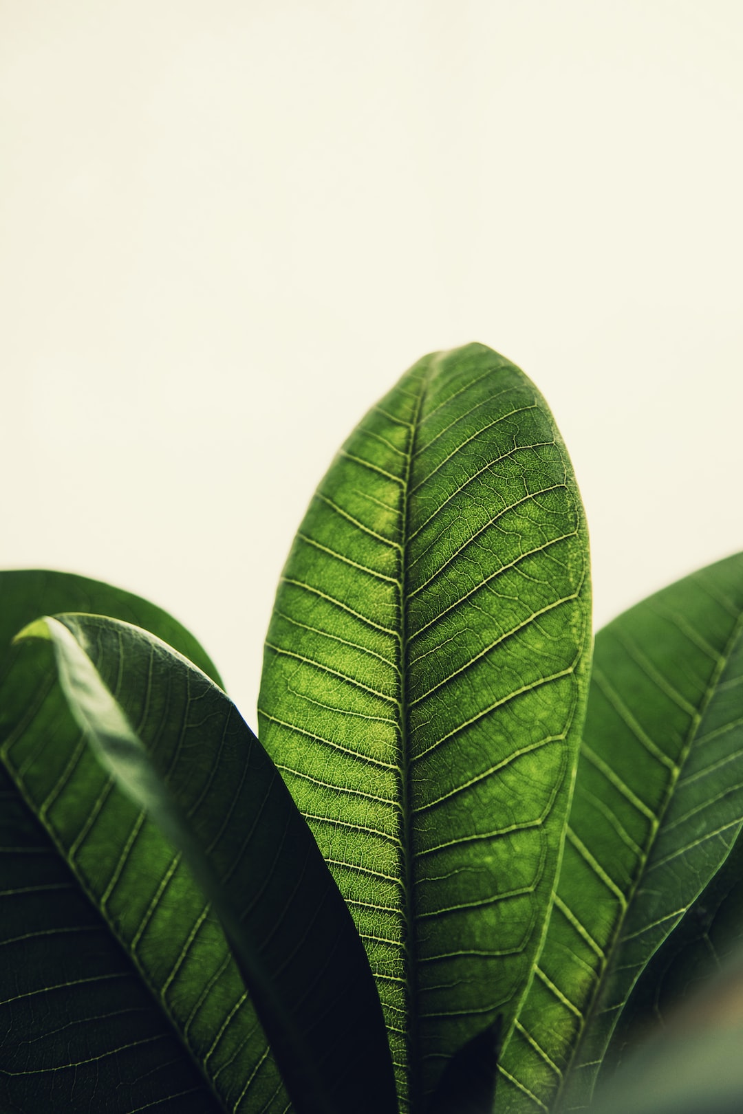 Plumeria plant