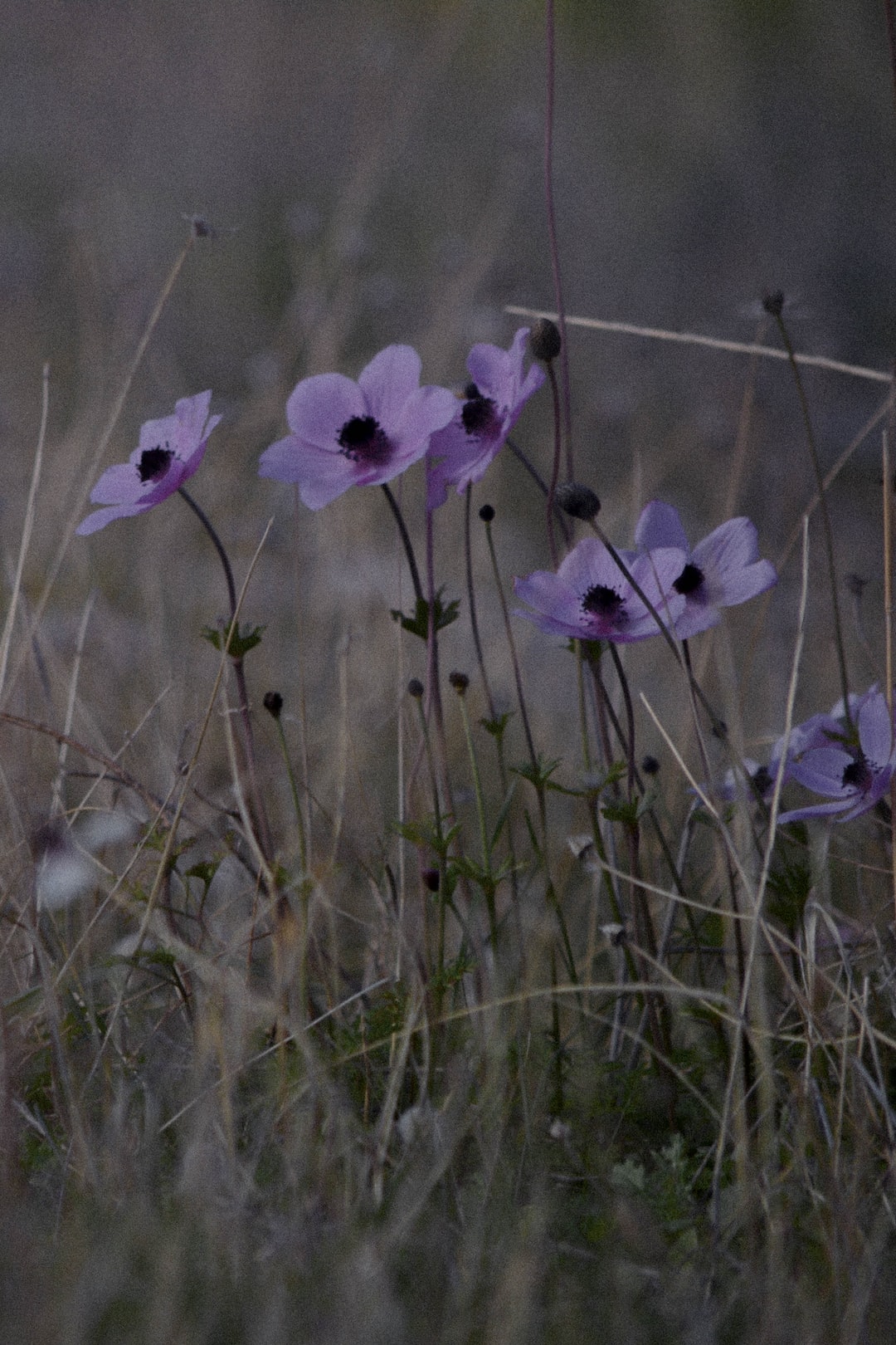 Wildflowers on a Winter Mountain 