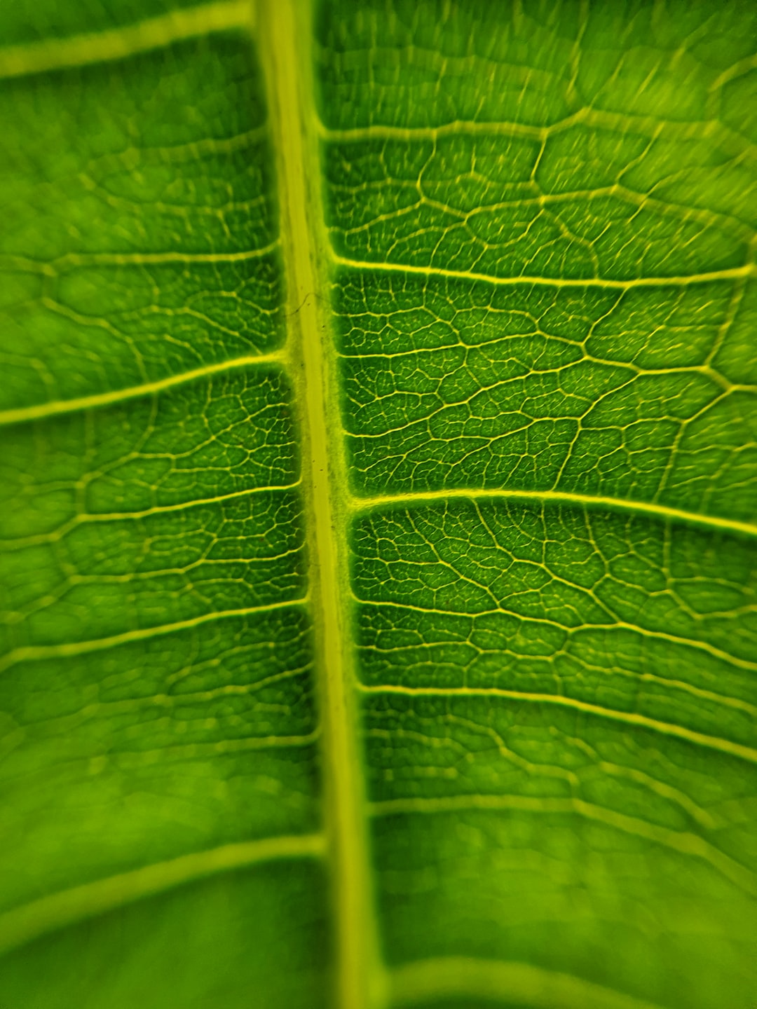 ➝ Avocado leaf macro shot ➝ Object: Avocado, 'persea americana'➝ If you want, credit me by linking back to my unsplash profile or Instagram ➝ ❝Have a smashing day, Tobi