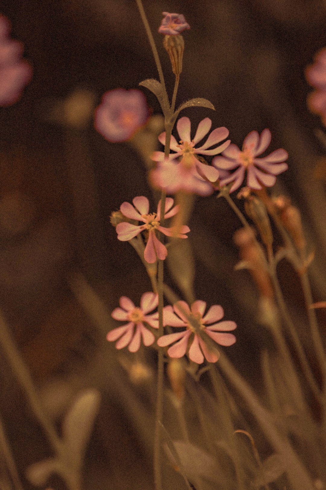 Spring Wildflowers by the beach