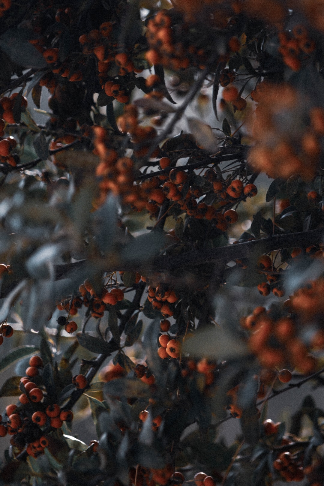 Wildberries in the Countryside 