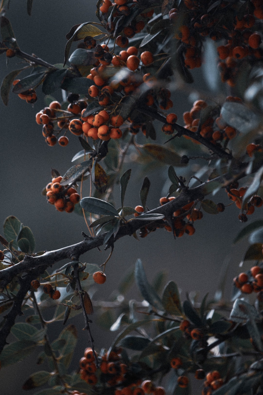 Wildberries in the Countryside 