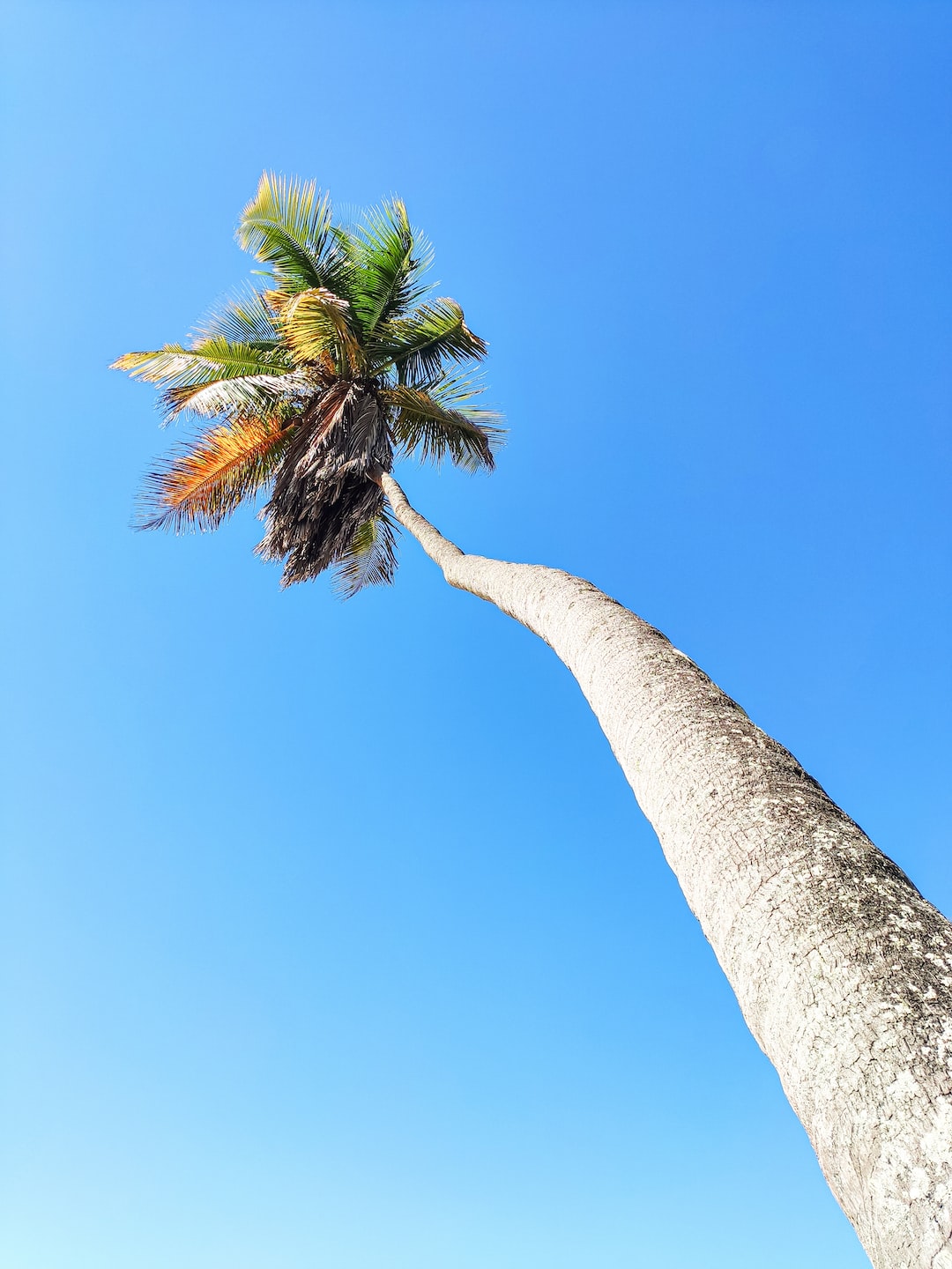 A coconut tree on the best beach I've ever been to!