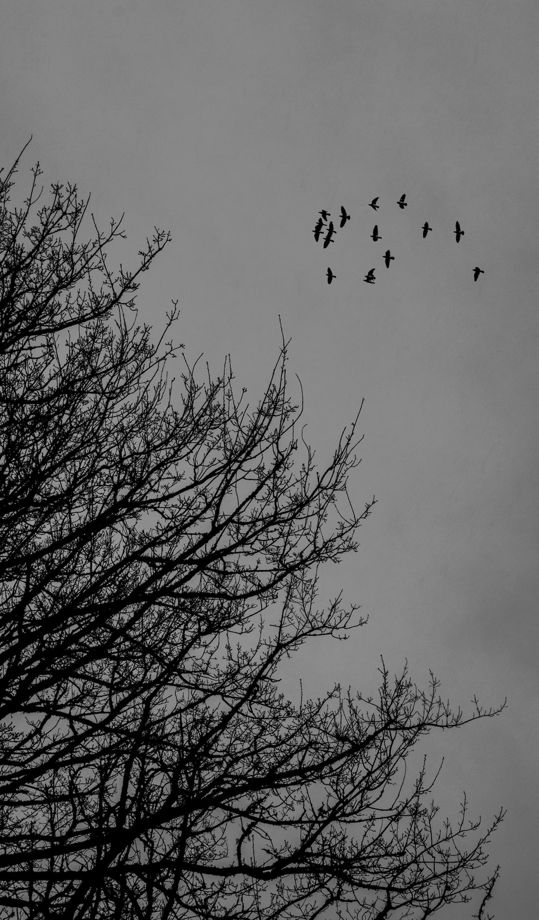 Birds in winter season.