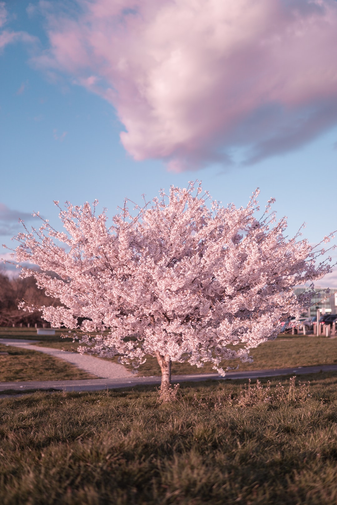 Cherry Blossom Time