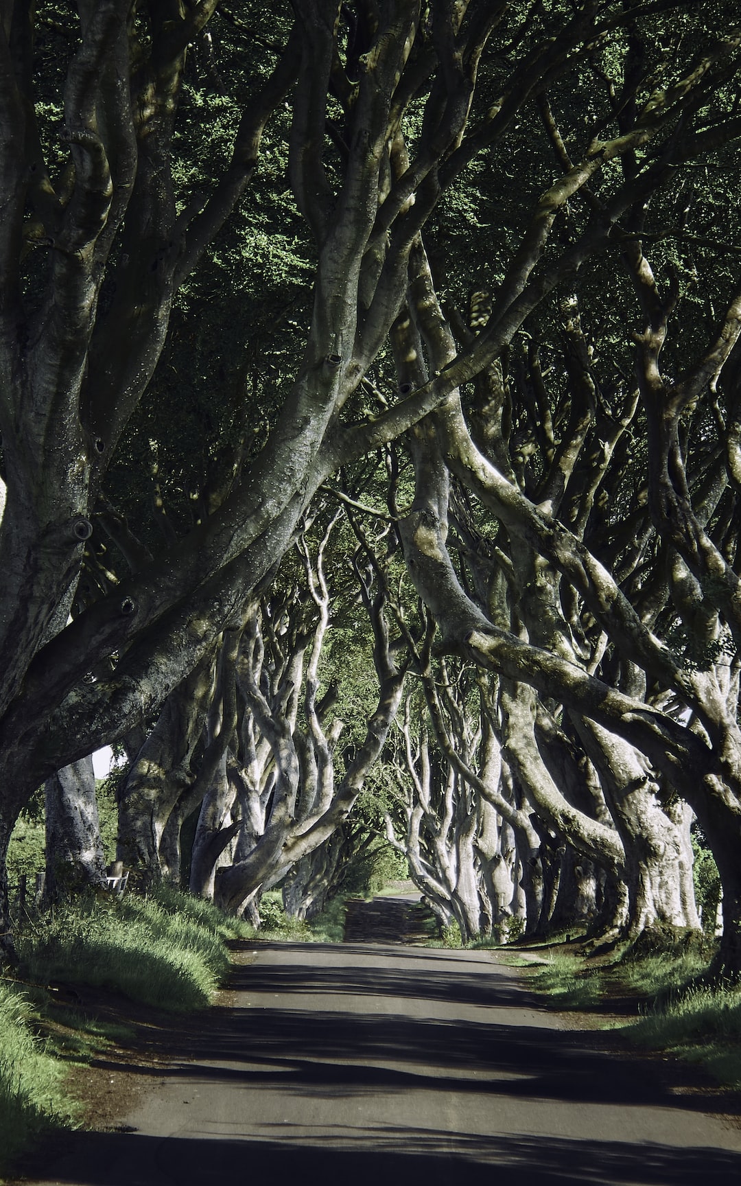 The Dark Hedges providing welcomed summer shade (Jun., 2020).