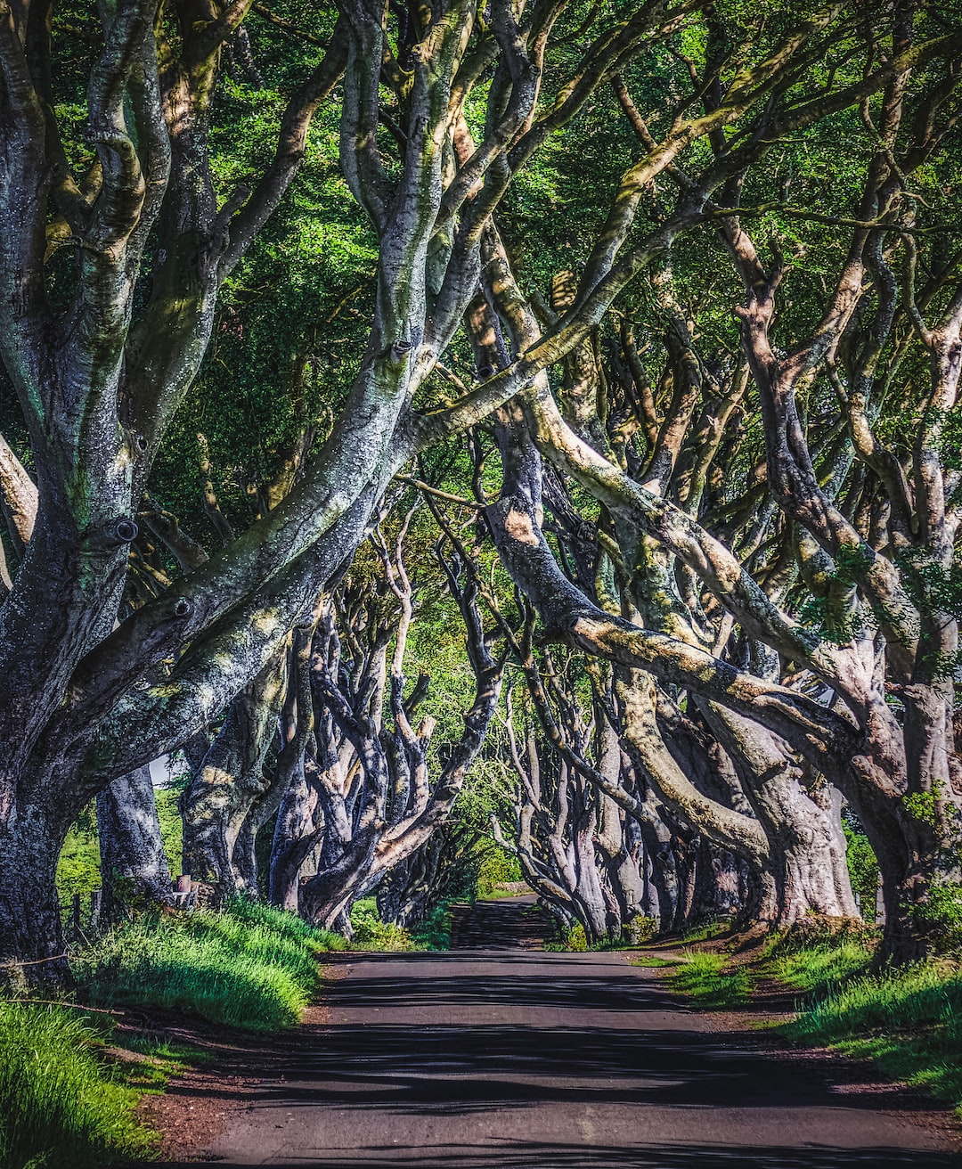 The Dark Hedges, famous as the King's Road from Game of Thrones, and also appearing in the movie, Transformers: The Last Knight (Jun., 2020).