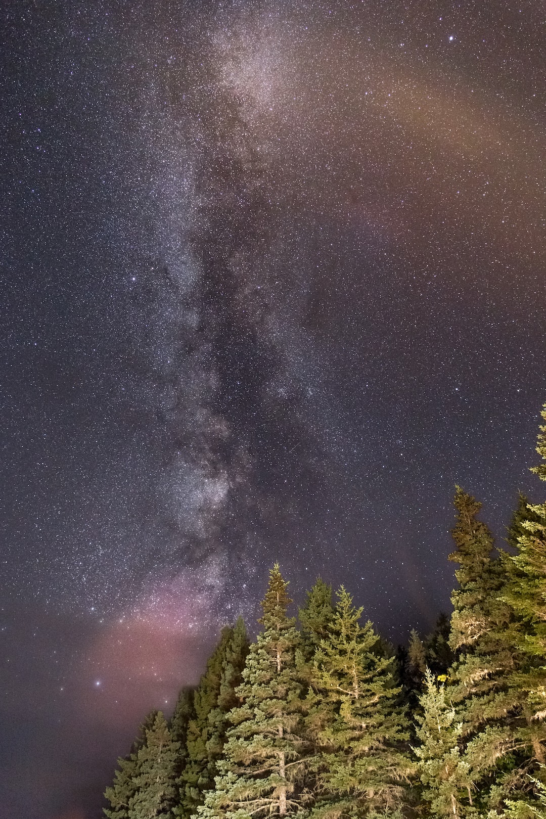 A quick shot taken from the loop road in Acadia National Park. Car headlights illuminated these trees nearby.