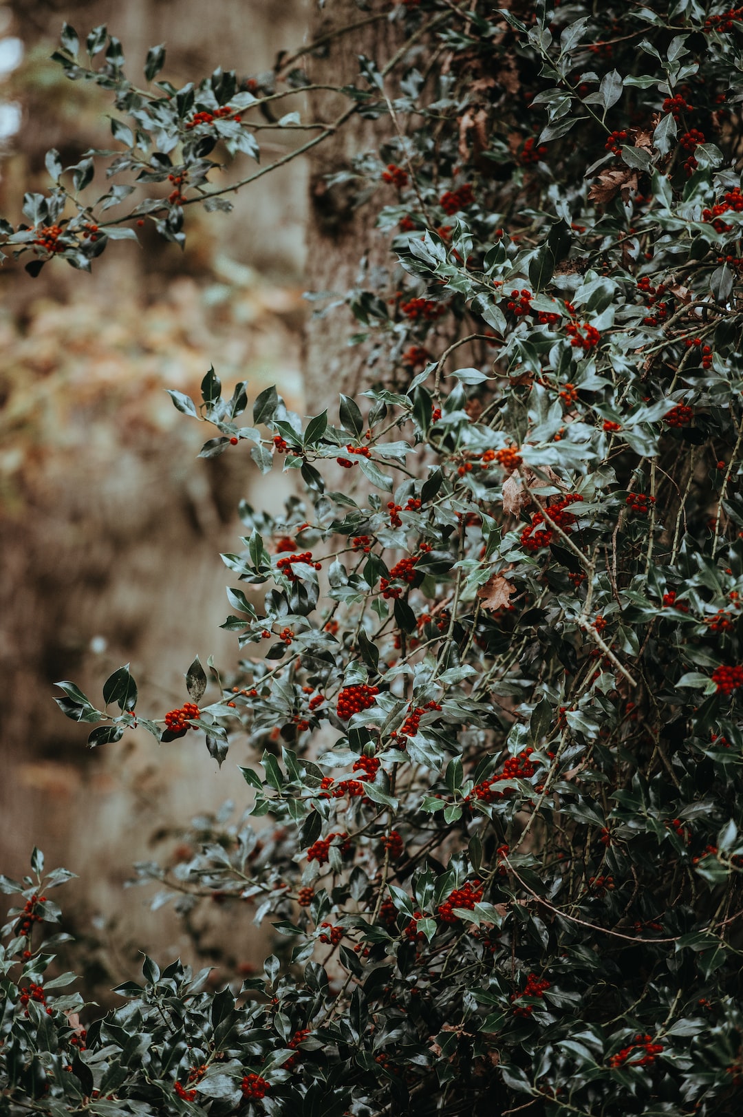 Holly and holly berries