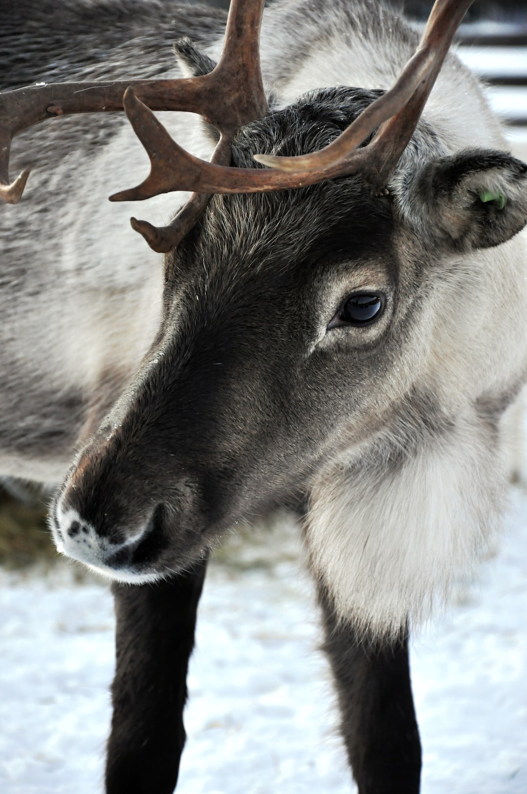 Taken at a reindeer farm in Lapland