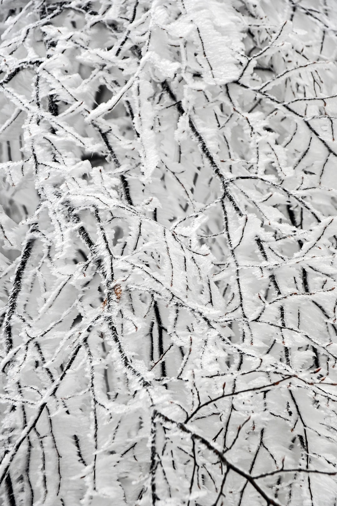 white frozen ice crystals on winter trees