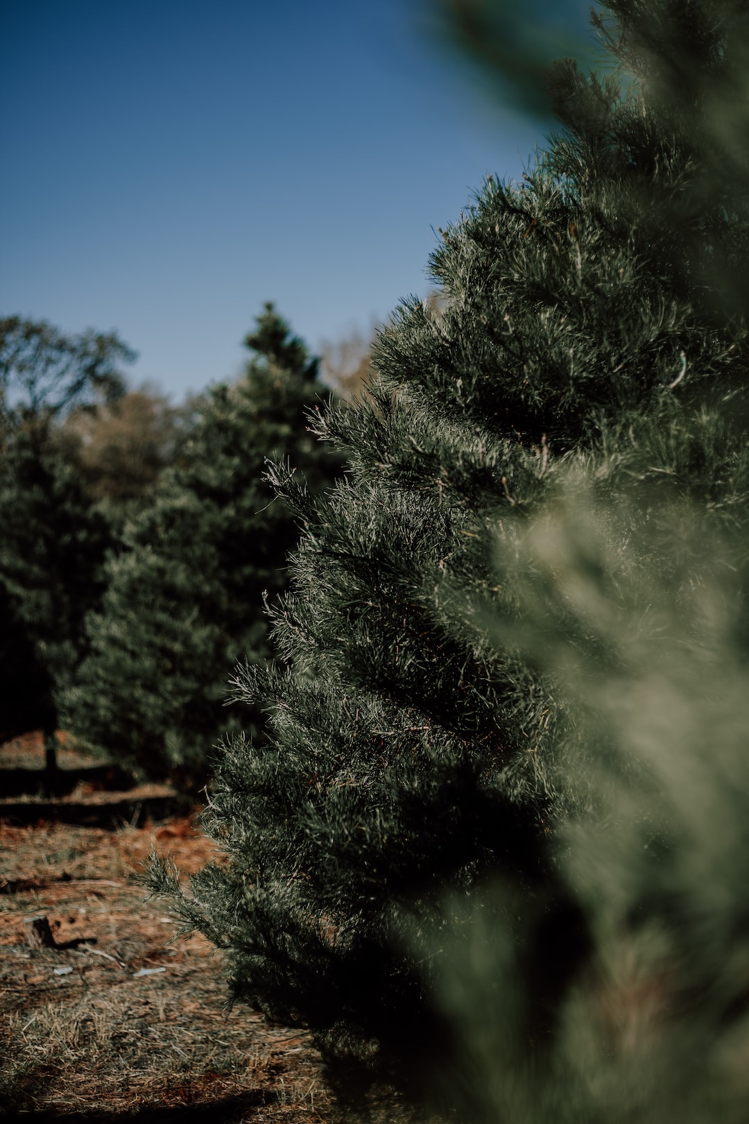 christmas trees on christmas trees