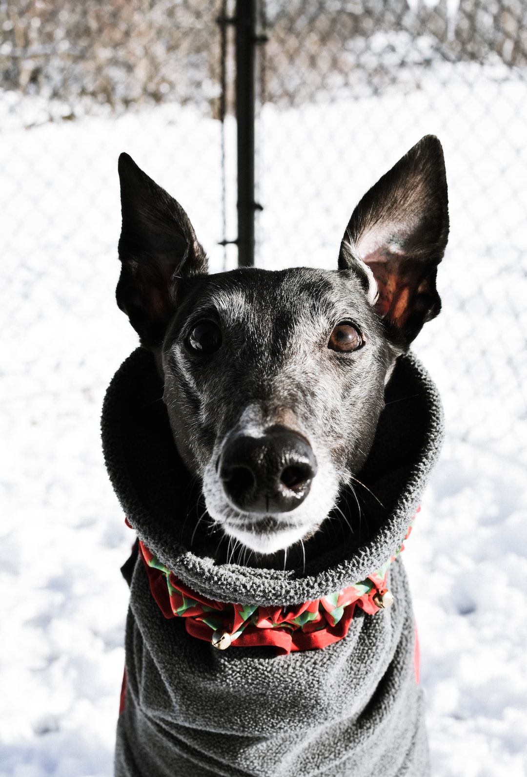 Cleopatra in snow.