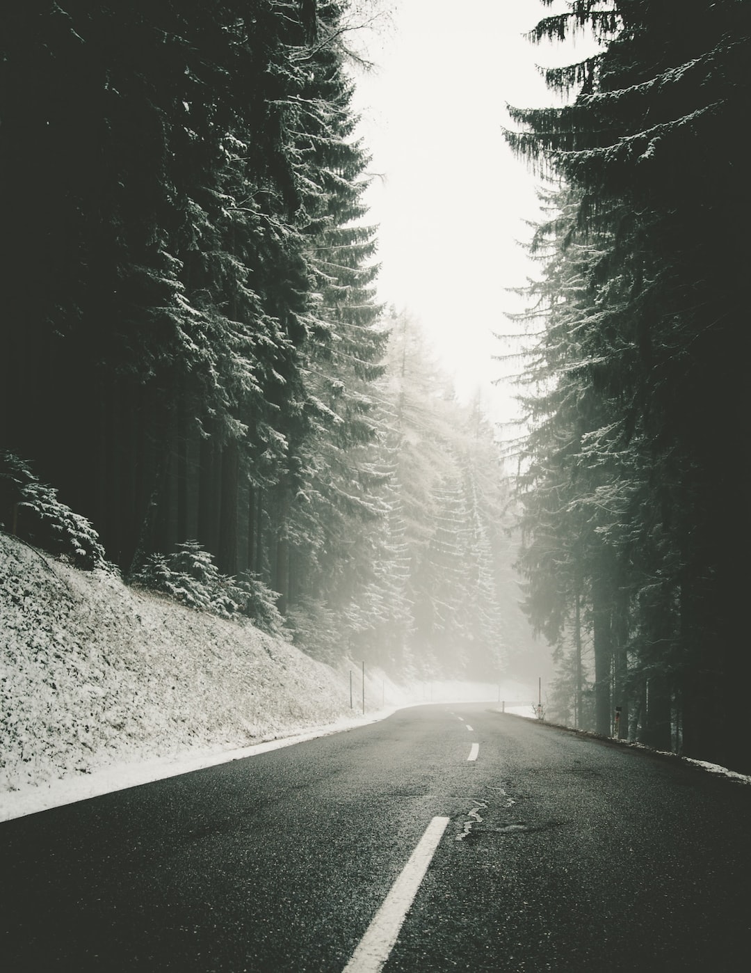 Forest road in winter