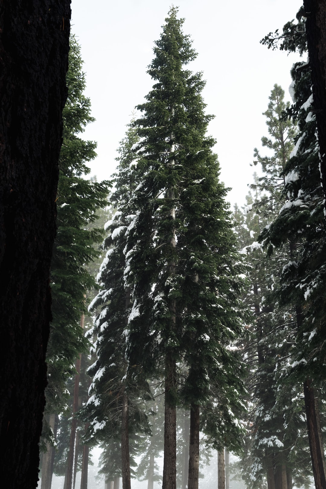 A pine tree standing in the forest