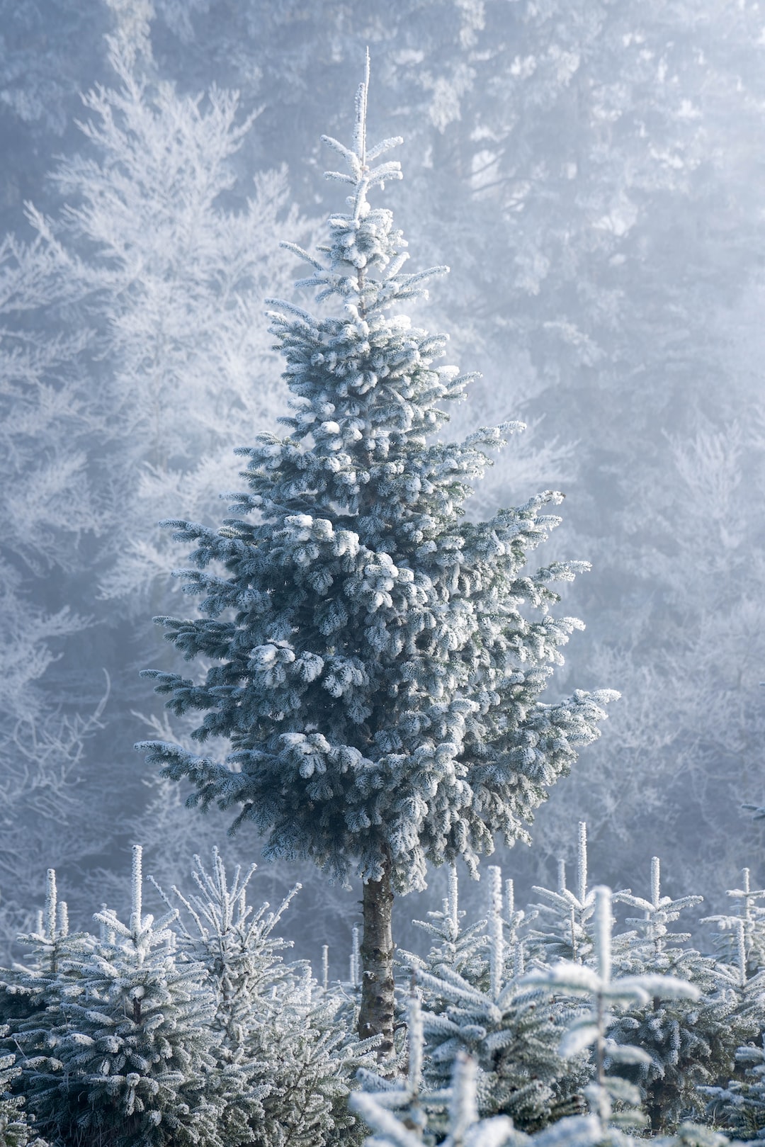 Grand Christmas tree on a cold day in January.