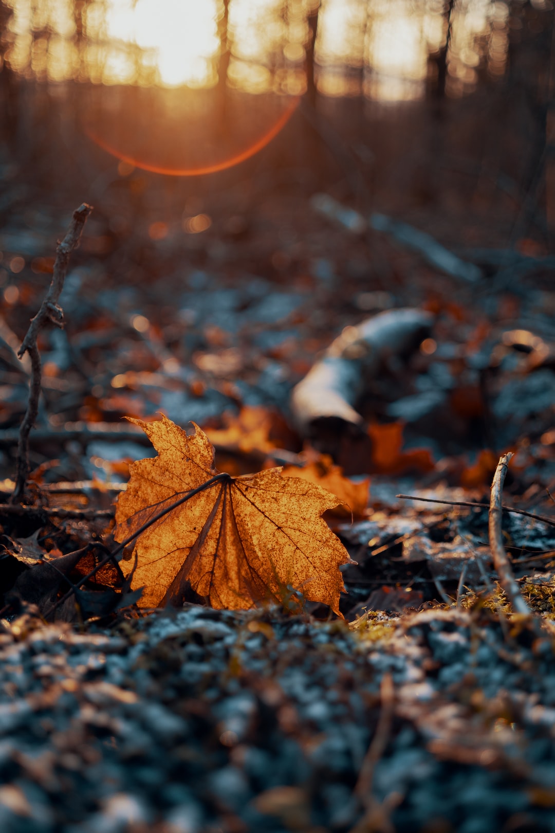 Sun illuminates a dead leaf on the forest floor