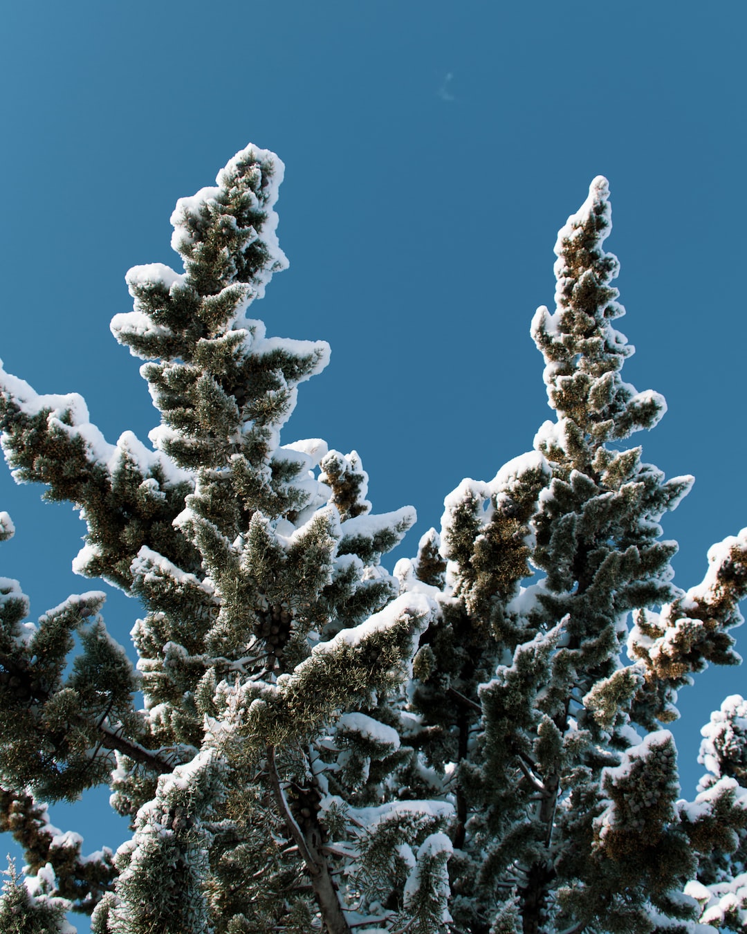 Snow Branch