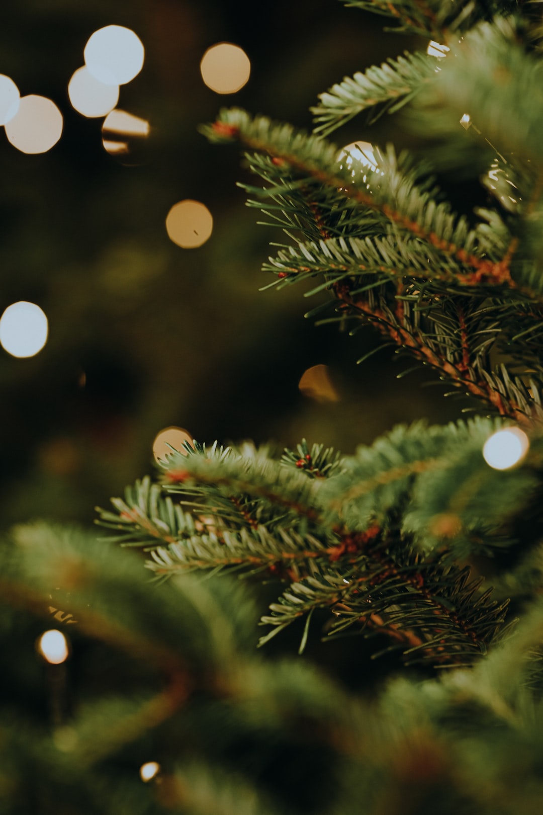 Natural christmas tree with warm fairy lights