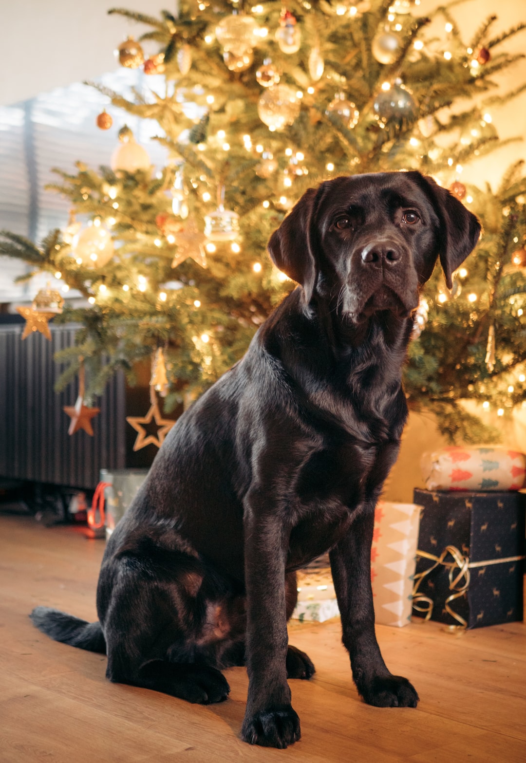 Christmas Labrador