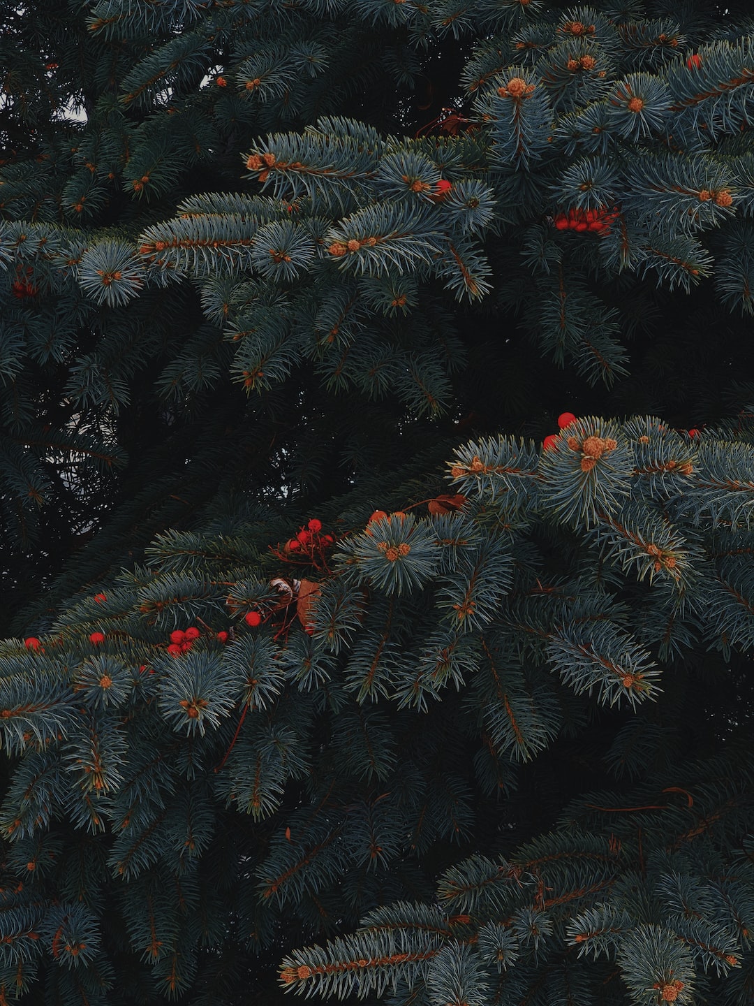 Japanese yew tree with red berries found along a street in Otaru, Hokkaido in winter.