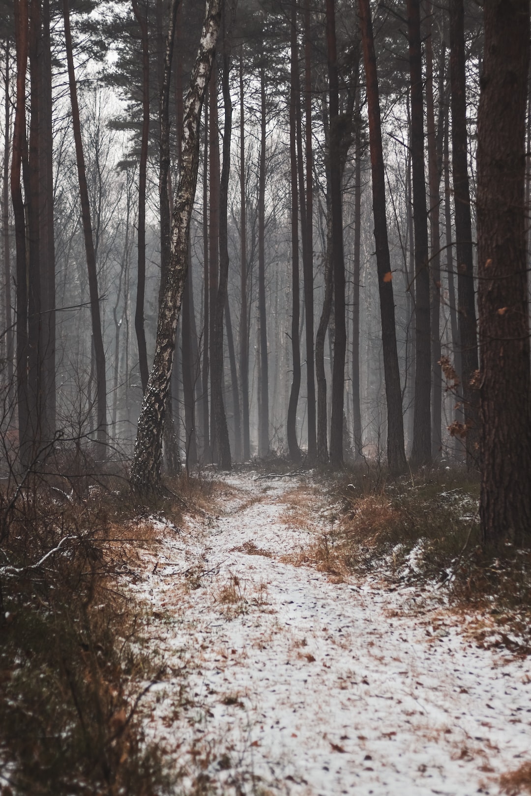 Path in winter forest in the fog.